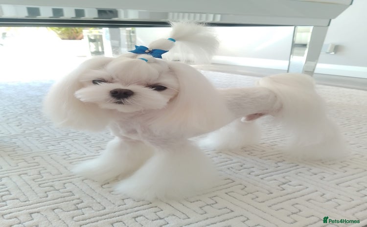 Maltese dogs - Advert 1