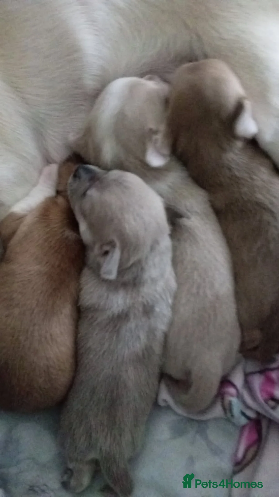 Chihuahua dogs for sale: 💛💚RefucedPEDIGREE CHIHUAHUAS💚💛 1 BOY LEFT - Advert 16