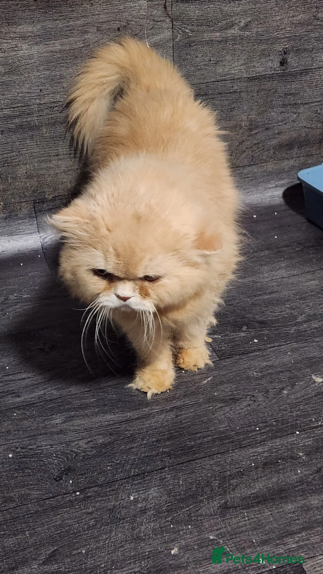 Persian cats for sale: Persian Male GCCF active - Advert 4