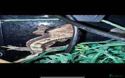 Gecko reptiles for sale: Lizards for sale - lot to choose from  in Nottingham - Image 13