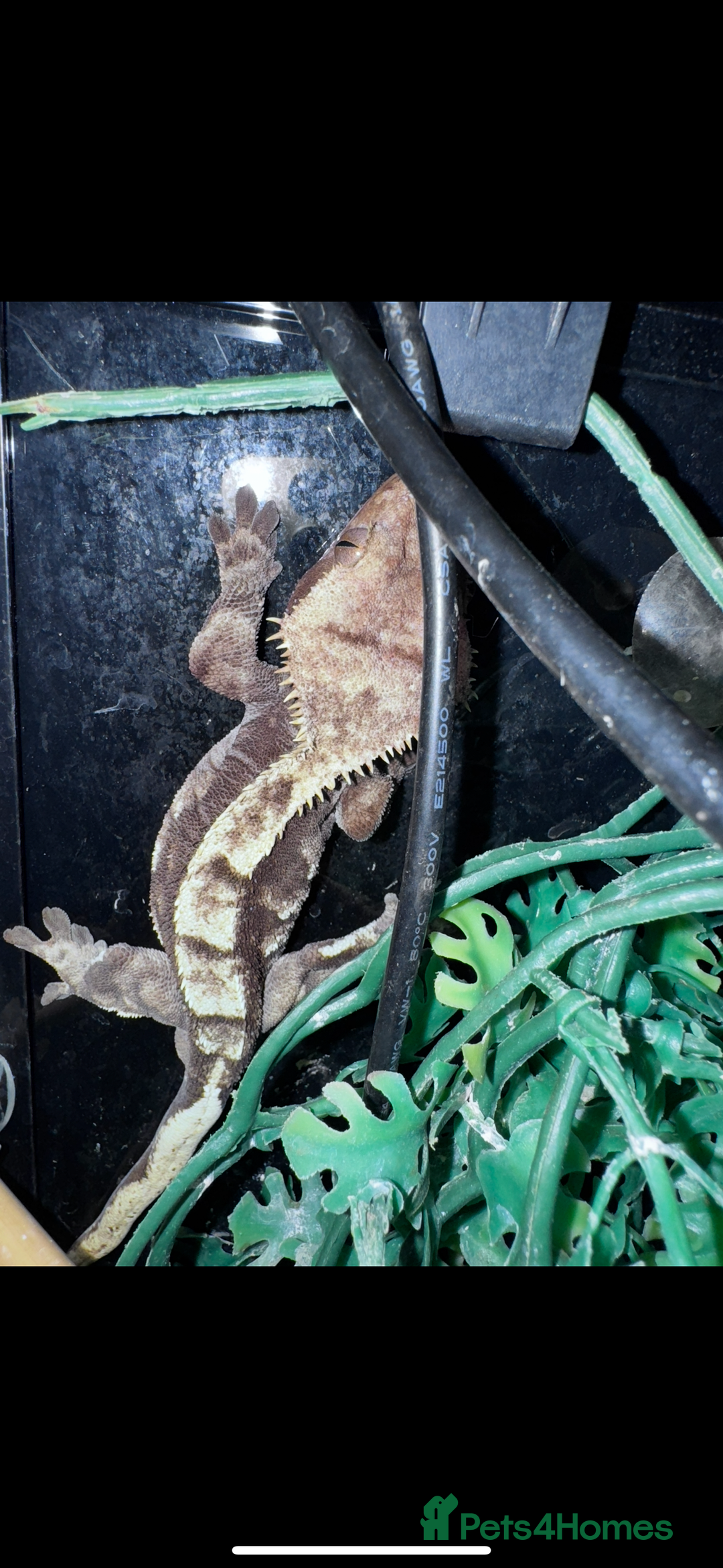 Gecko reptiles for sale: Lizards for sale - lot to choose from  in Nottingham - Image 13