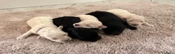 Maltipoo dogs for sale: Home raised Maltipoo puppies 2 boys, 3 girls in Chelmsford - Advert 6