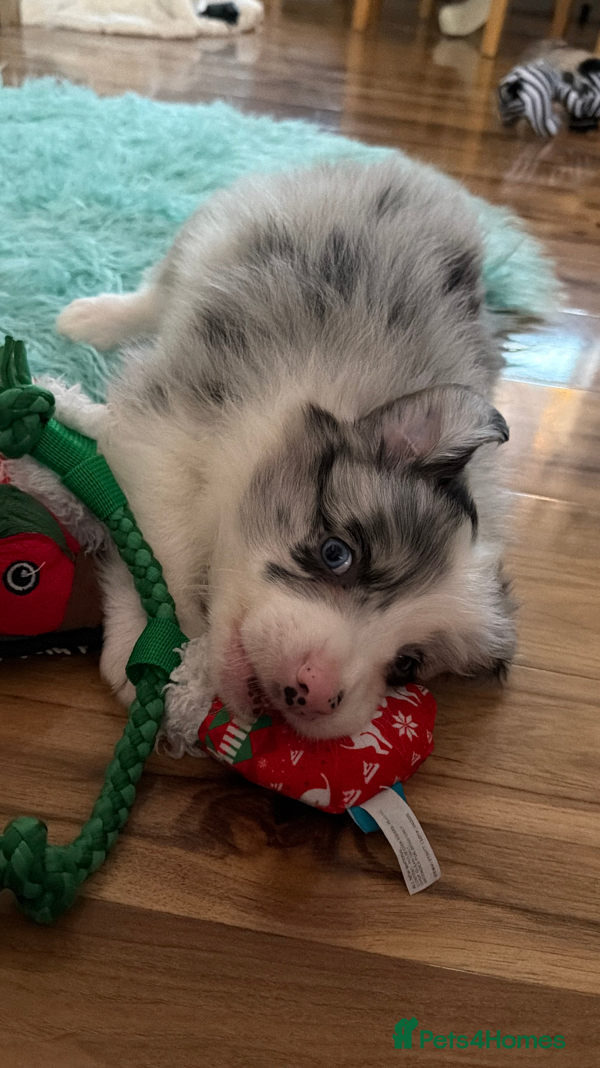 Border Collie dogs Stunning puppies from international champion line. - Advert 2