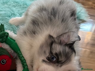 Border Collie dogs Stunning puppies from international champion line. - Advert 2