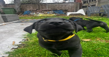 Labrador Retriever dogs - Advert 8