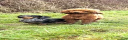 Miniature Dachshund dogs for sale: KC Reg Smooth Haired Miniature Dachshund Puppies - Advert 2