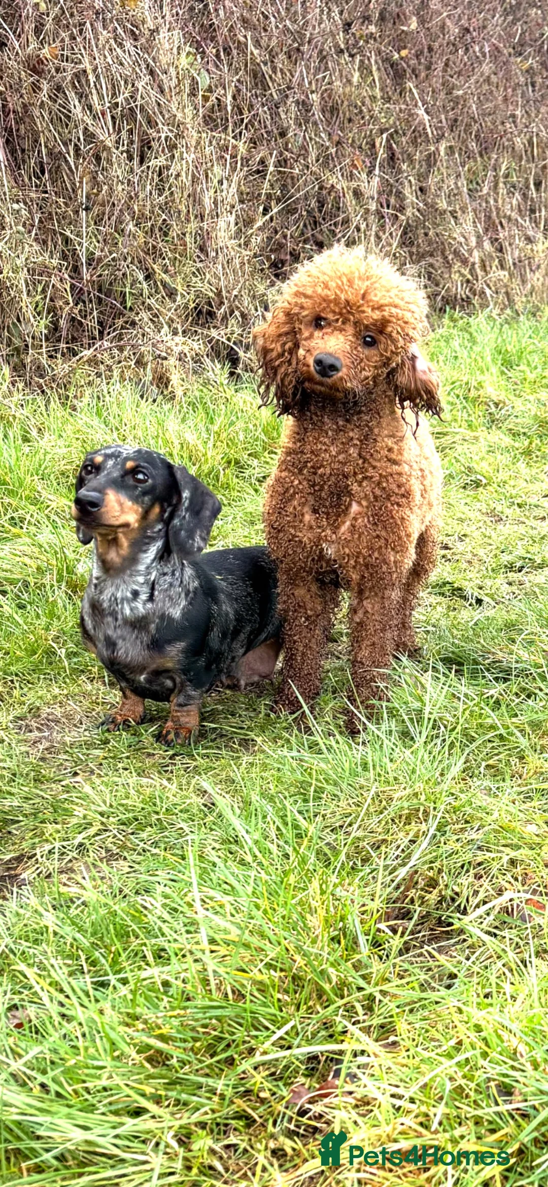 Miniature Dachshund dogs for sale: KC Reg Smooth Haired Miniature Dachshund Puppies - Advert 2