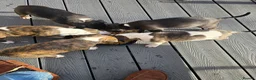 English Bull Terrier dogs for sale: Stunning English bull terrier puppies  - Advert 4