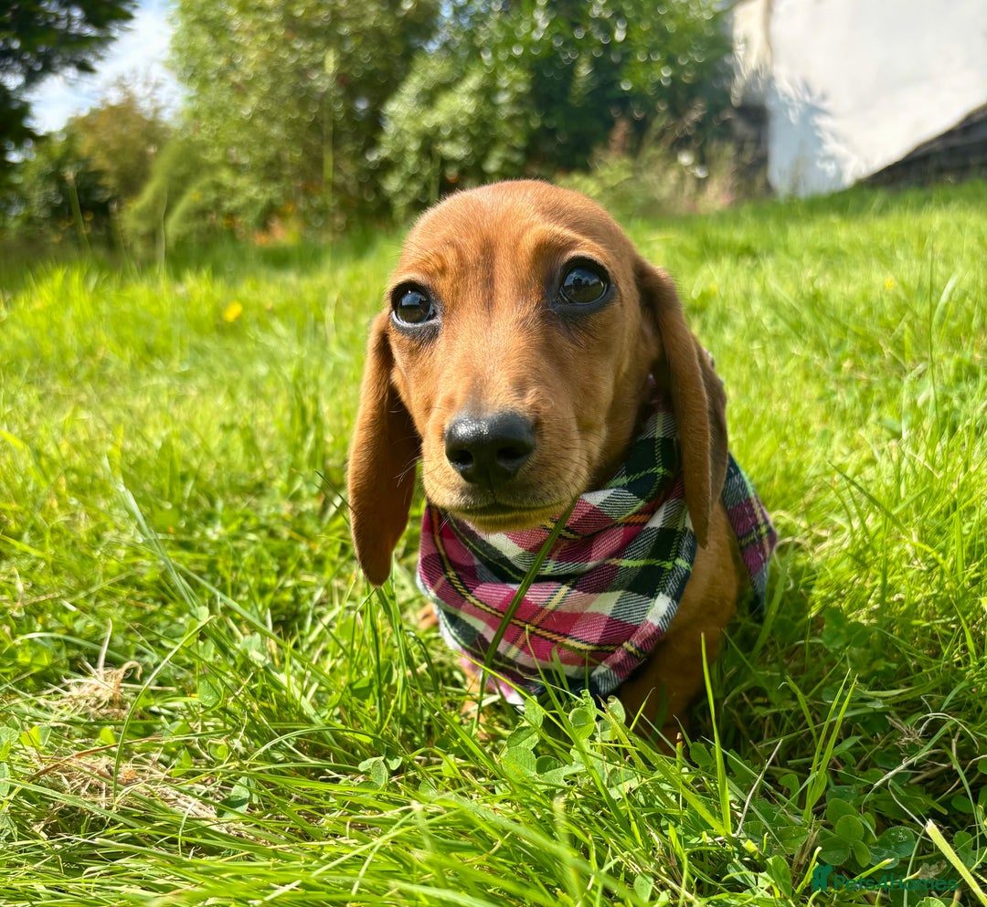 Miniature Dachshund dogs for sale: BEAUTIFUL KC REG & PRA CLEAR MINIS - 0% inbreeding - Image 23