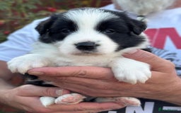 Border Collie dogs for sale: Champion line puppies  - Image 10