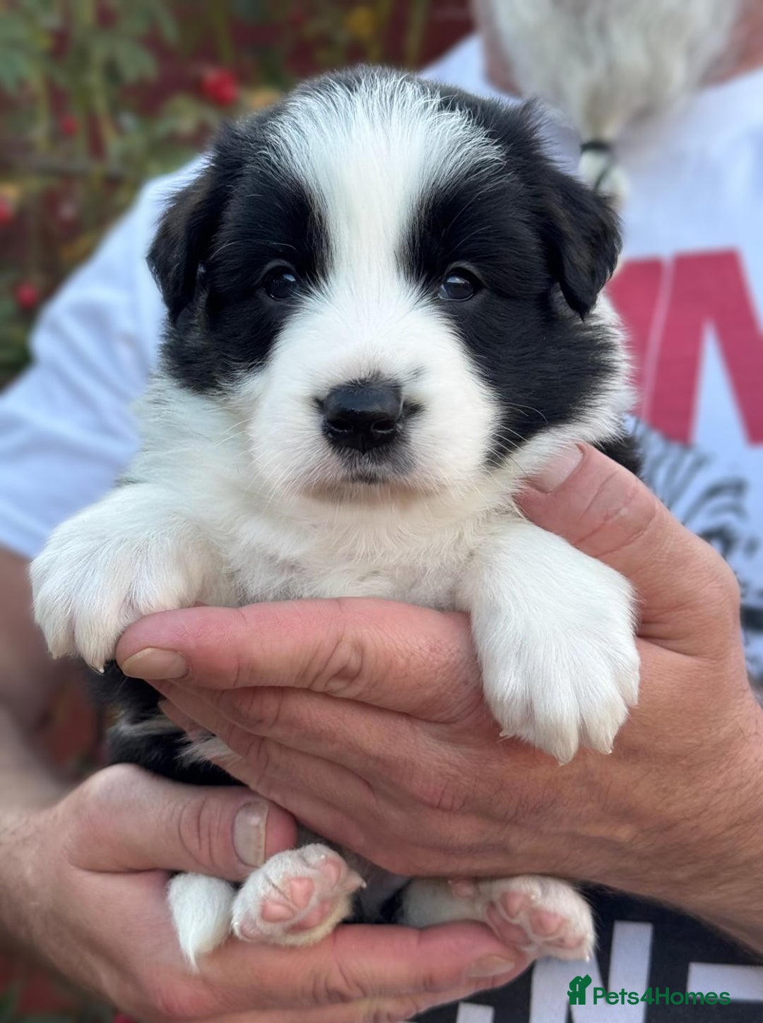 Border Collie dogs for sale: Champion line puppies  - Image 10