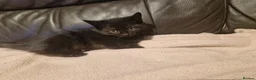 Mixed Breed cats for sale: Black cats  - Advert 12