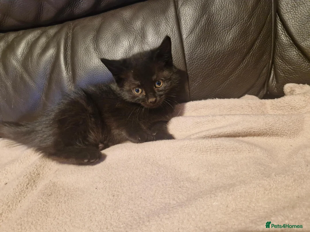 Mixed Breed cats for sale: Black cats  - Advert 12