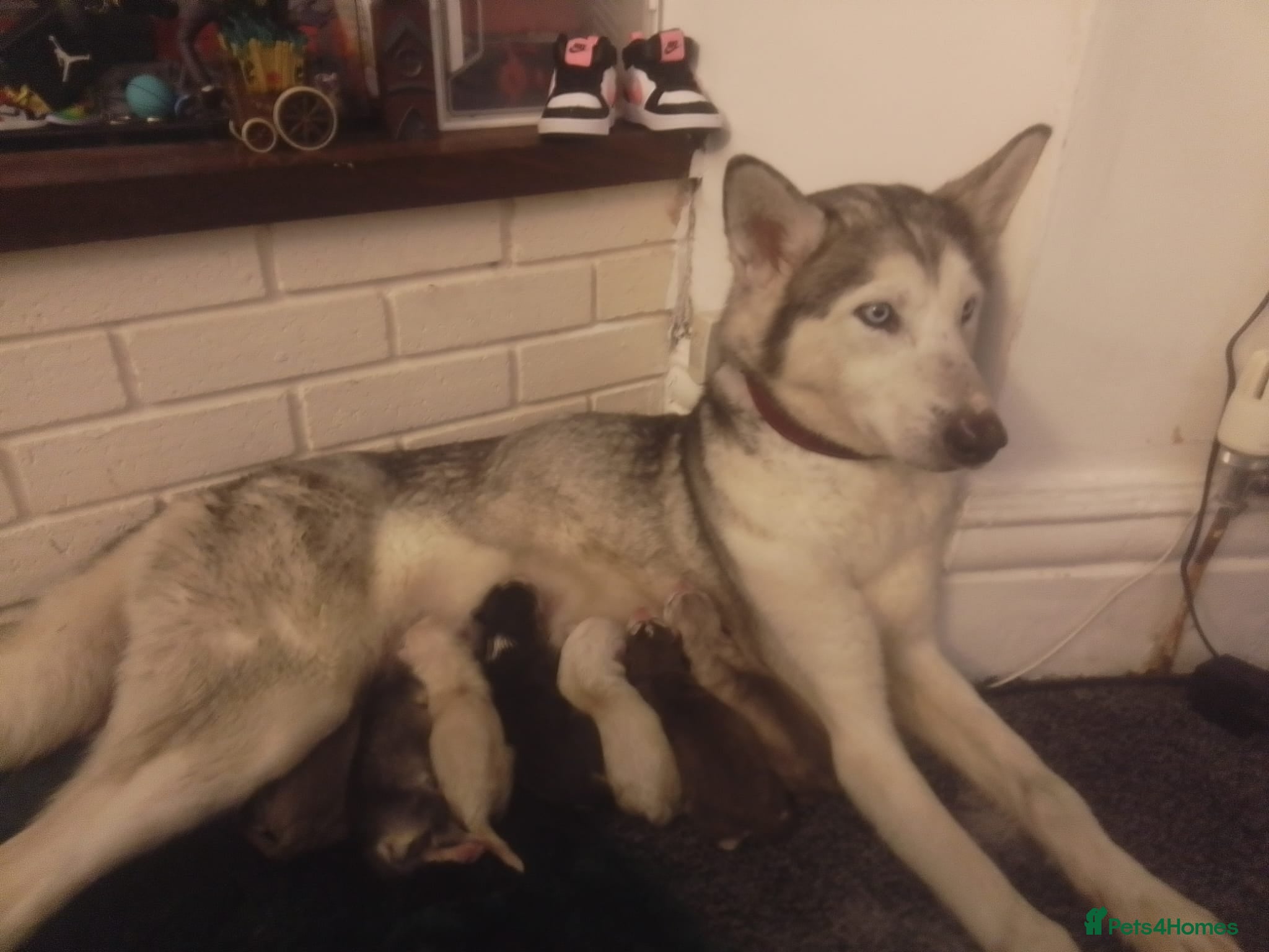 Siberian Husky dogs for sale: Stunning Siberian Husky Puppies – Blue Eyes - Advert 1
