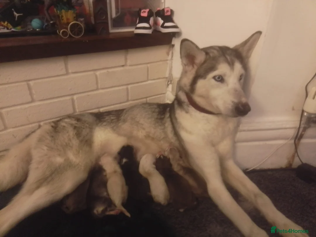 Siberian Husky dogs for sale: Stunning Siberian Husky Puppies – Blue Eyes - Advert 1