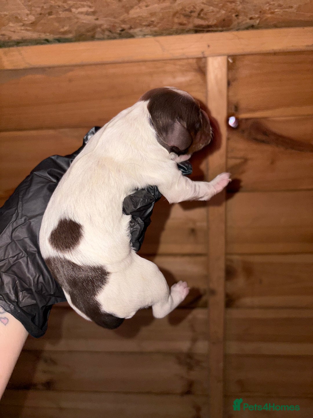 Cocker Spaniel dogs for sale: 🐶🤎True Working Cocker Spaniels🐶🤎 - Image 4
