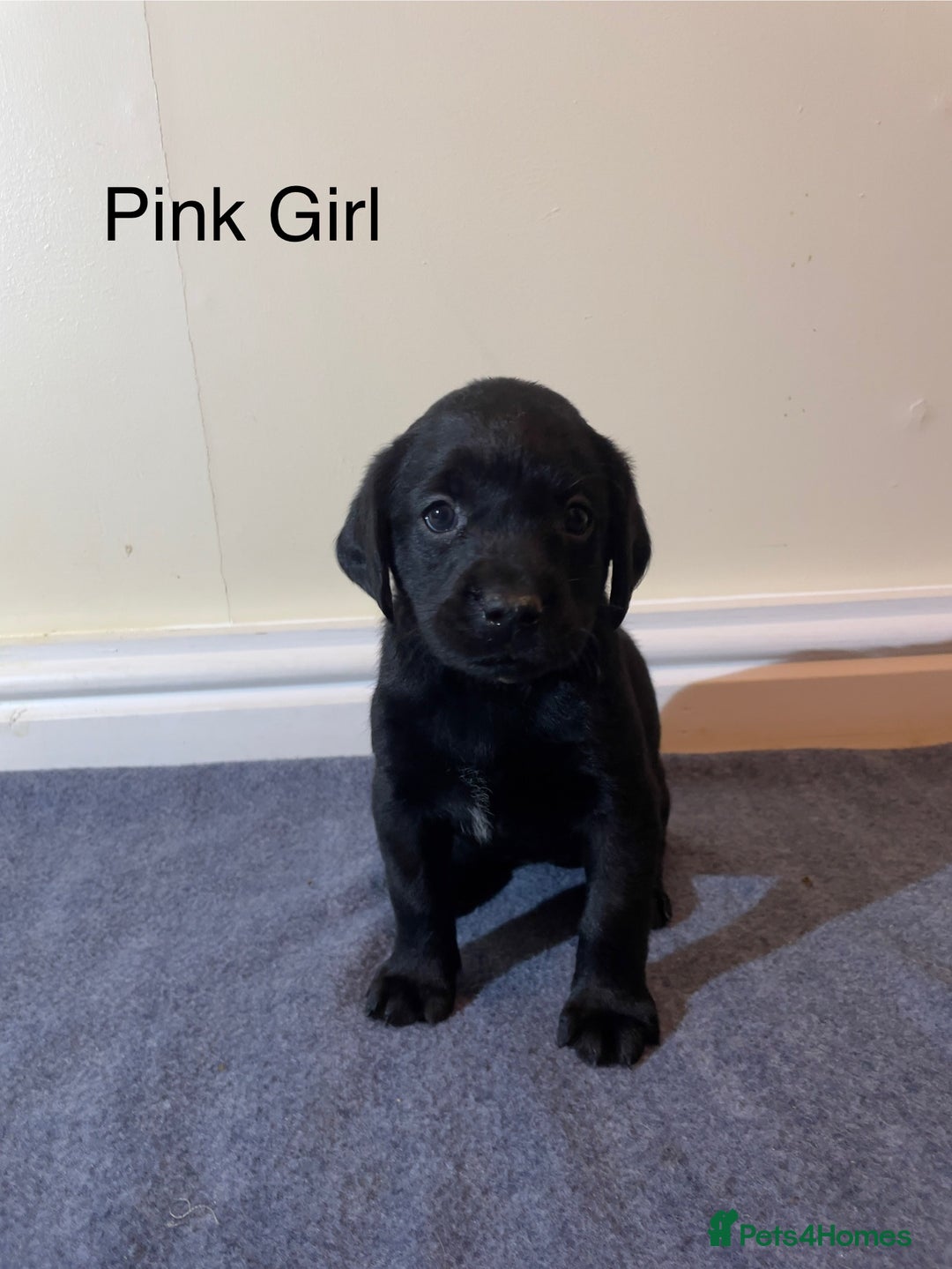 Labrador Retriever dogs for sale: Labrador puppies Black and Red fox - Advert 12