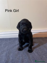 Labrador Retriever Puppy 10