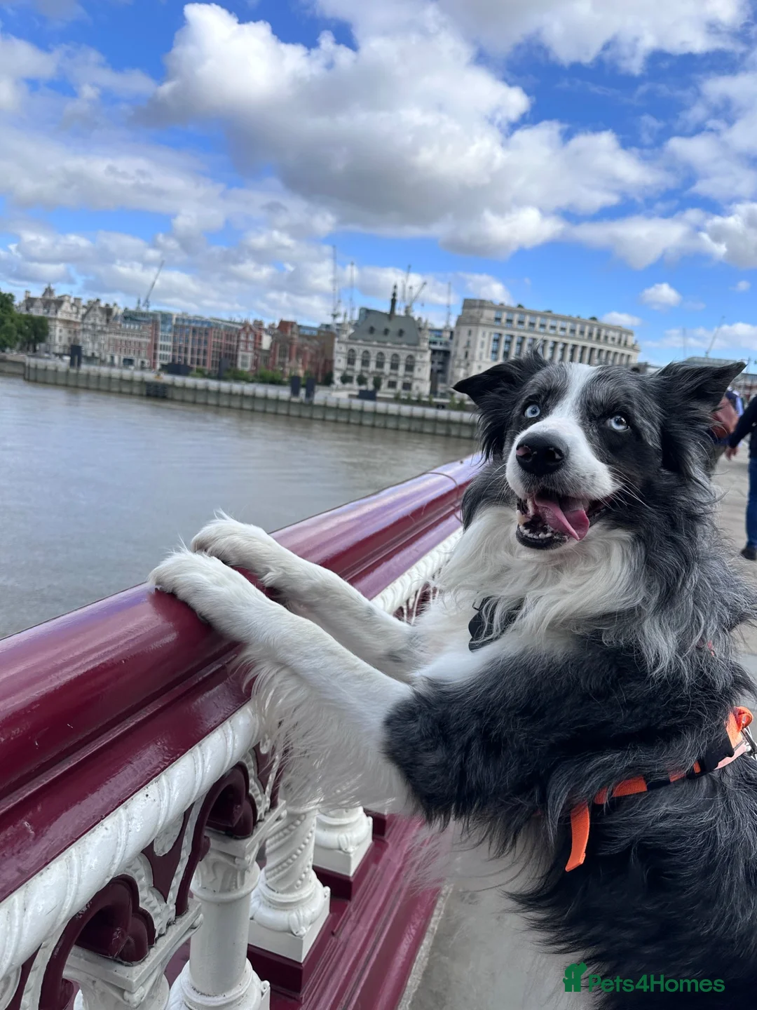 Border Collie dogs for stud: Border Collie Male for Stud in Basingstoke - Advert 2