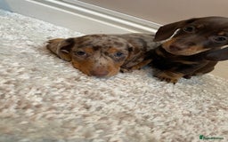 Miniature Dachshund dogs for sale: KC Registered Miniature Dachshund - 2 Boys Left! - Image 32