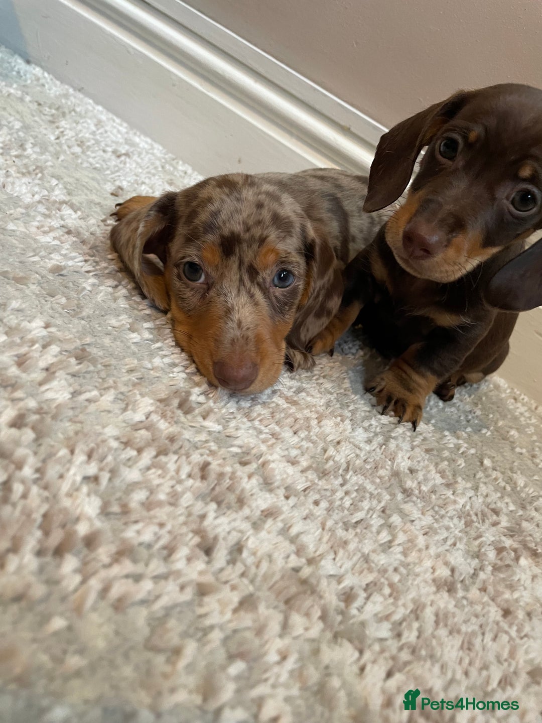 Miniature Dachshund dogs for sale: KC Registered Miniature Dachshund - 2 Boys Left! - Image 32