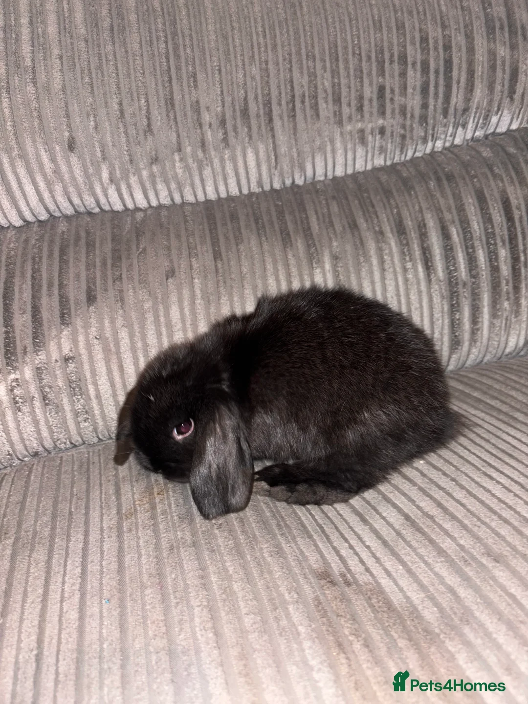 Mini Lop rabbits for sale: Mini lop rabbit - Advert 3