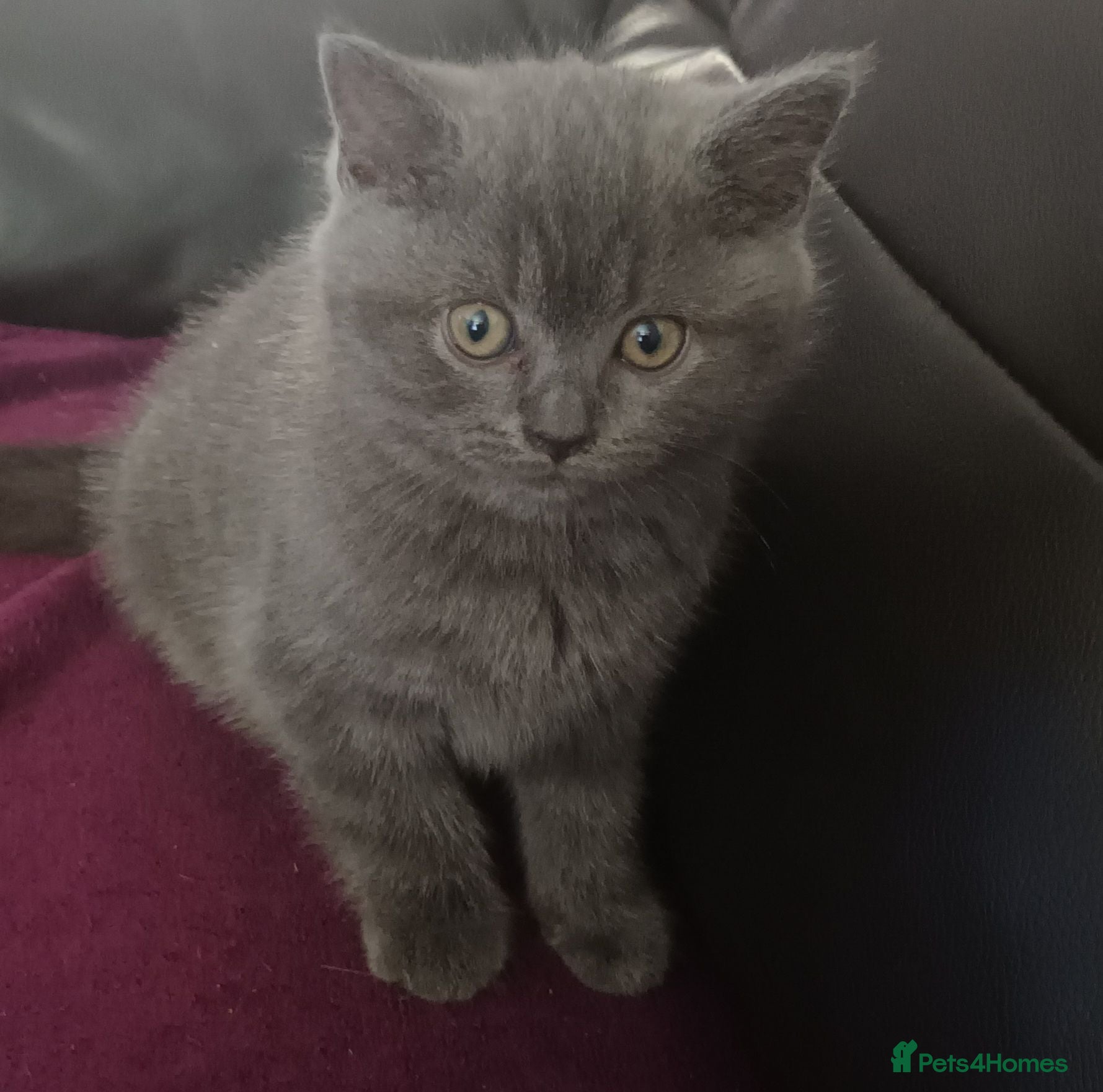British Shorthair cats British short hair kittens - Advert 9