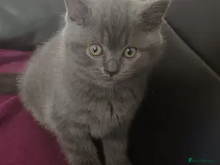 British Shorthair cats British short hair kittens - Advert 9