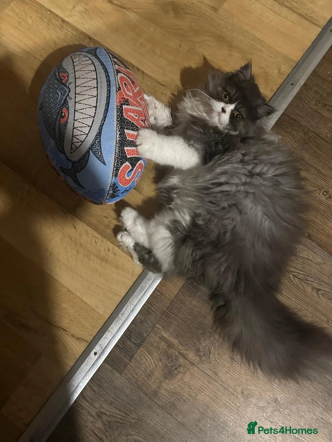 Persian cats for sale: Female Persian  - Advert 2