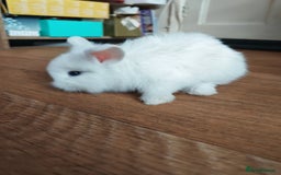 Lionhead rabbits for sale: 4 baby Lionhead rabbits - Advert 14