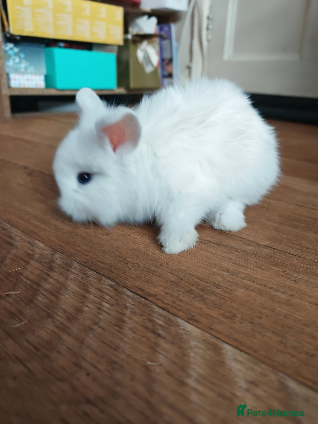 Lionhead rabbits for sale: 4 baby Lionhead rabbits - Advert 14