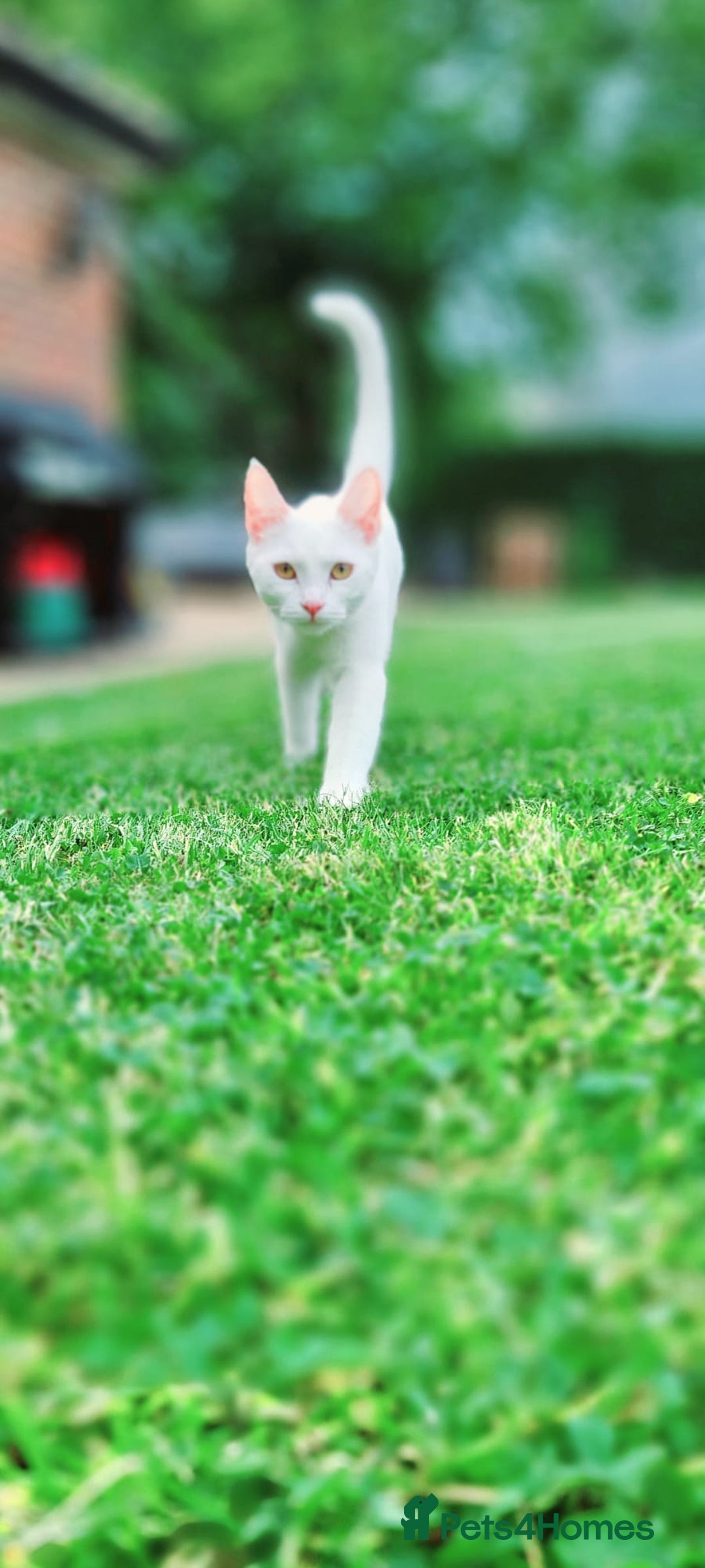 Turkish Angora cats for sale: Luxurious Turkish Agora mother cat for sale - Advert 3