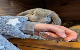 German Lop rabbits for sale: German Lop Rabbits - 10 week old babies - Image 3