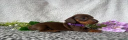 Miniature Dachshund dogs for sale: KC pedigree Mini Dachshund puppies - Advert 21