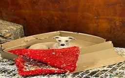 Whippet dogs for sale: KC Registered Whippet Puppies 🐶  - Image 4