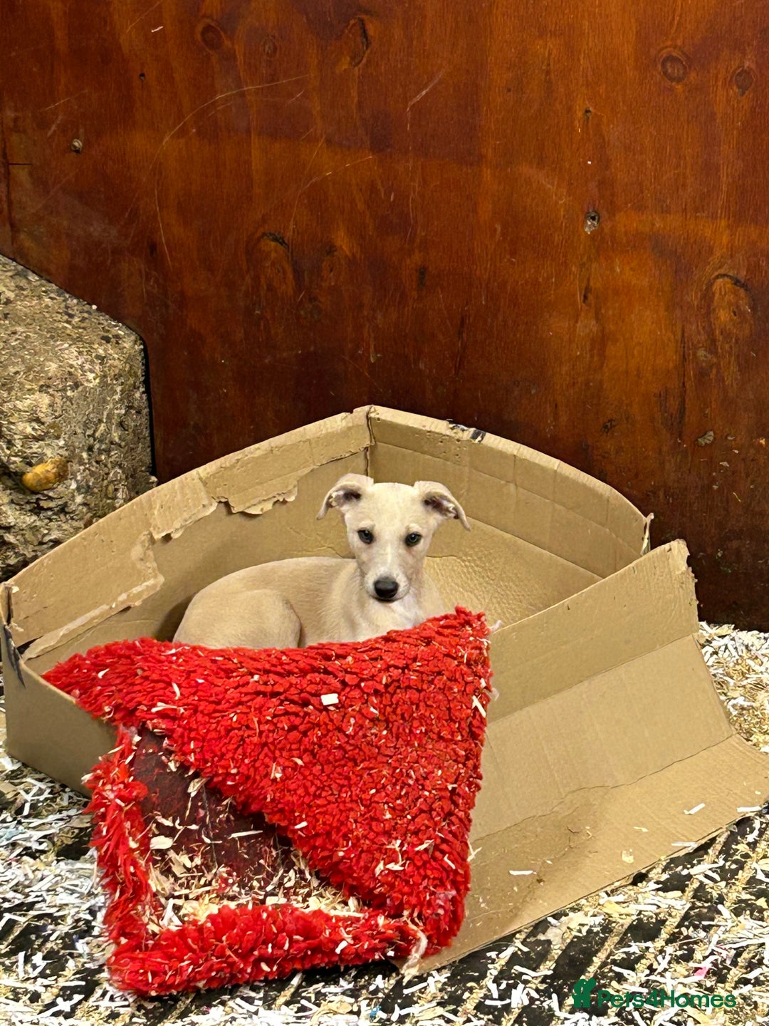 Whippet dogs for sale: KC Registered Whippet Puppies 🐶  - Image 4