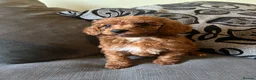 Miniature Poodle dogs for sale: 5 beautiful miniature poodles  - Advert 9