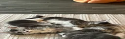 Maine Coon cats for sale: Maine coon stunning silver/blue shaded  - Advert 15