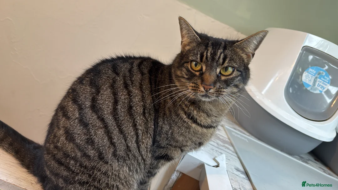 British Shorthair cats for sale: Cats free to good home - Advert 2