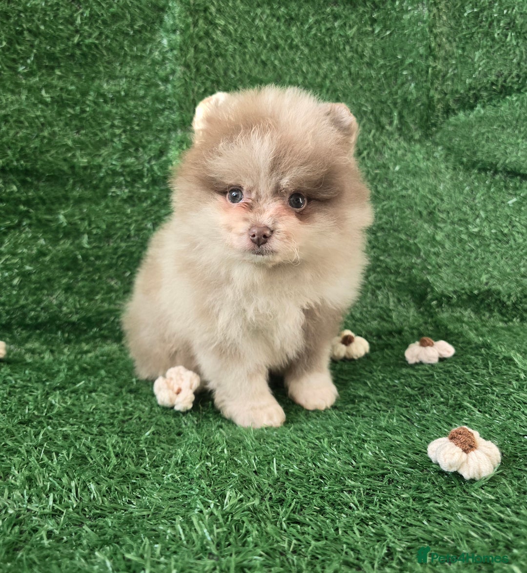 Pomeranian dogs for sale: 💜Lavender lilac chocolate merle exceptional poms - Advert 7