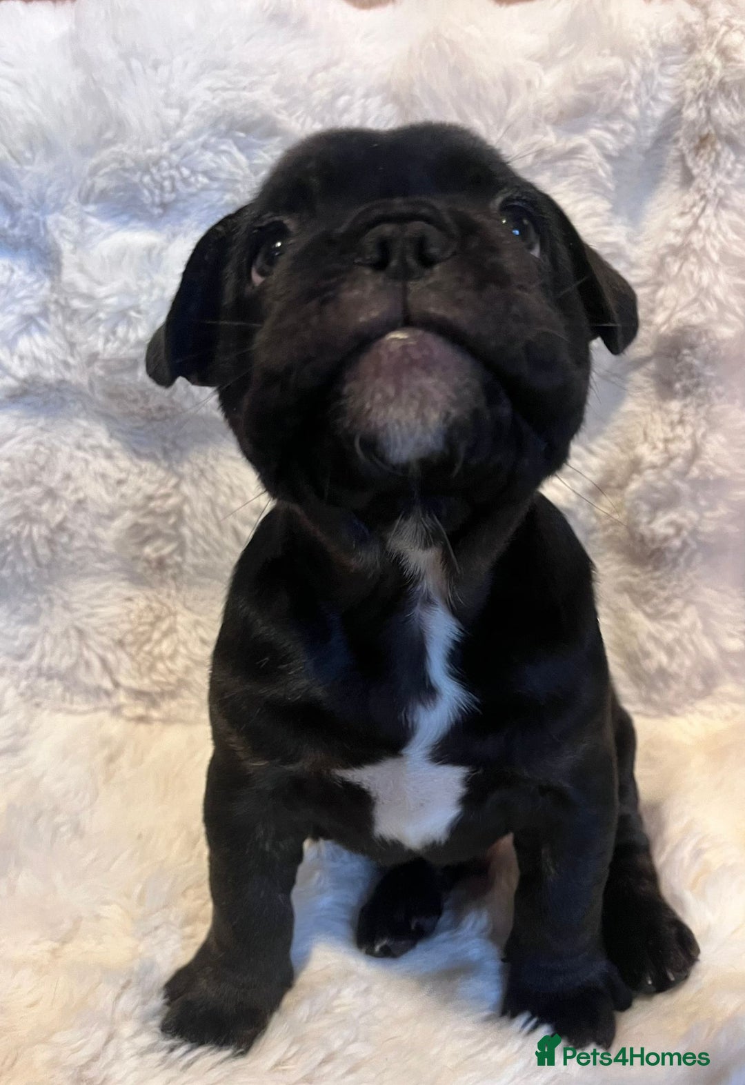 French Bulldog dogs for sale: French Bulldog Male Puppies - Advert 4