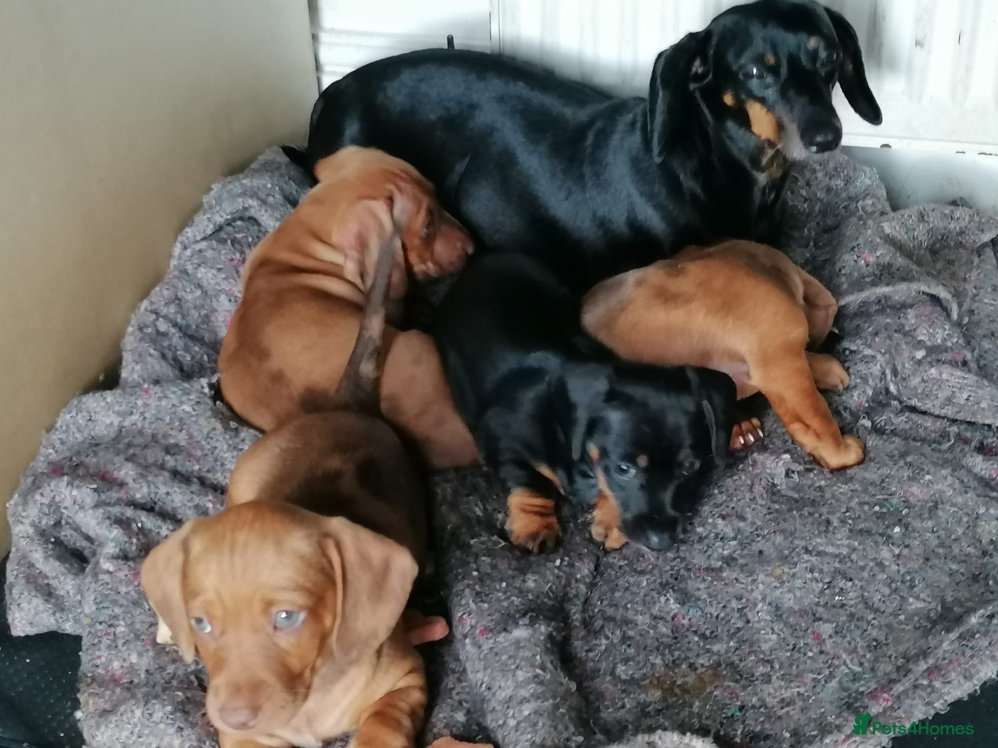 Dachshund dogs 4 Dachshund Puppies for sale!! - Advert 1