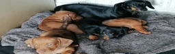 Dachshund dogs for sale: 4 Dachshund Puppies for sale!! - Advert 1