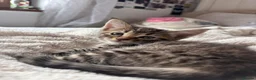 Maine Coon cats for sale: Maine Coon kittens ready to go  - Advert 15