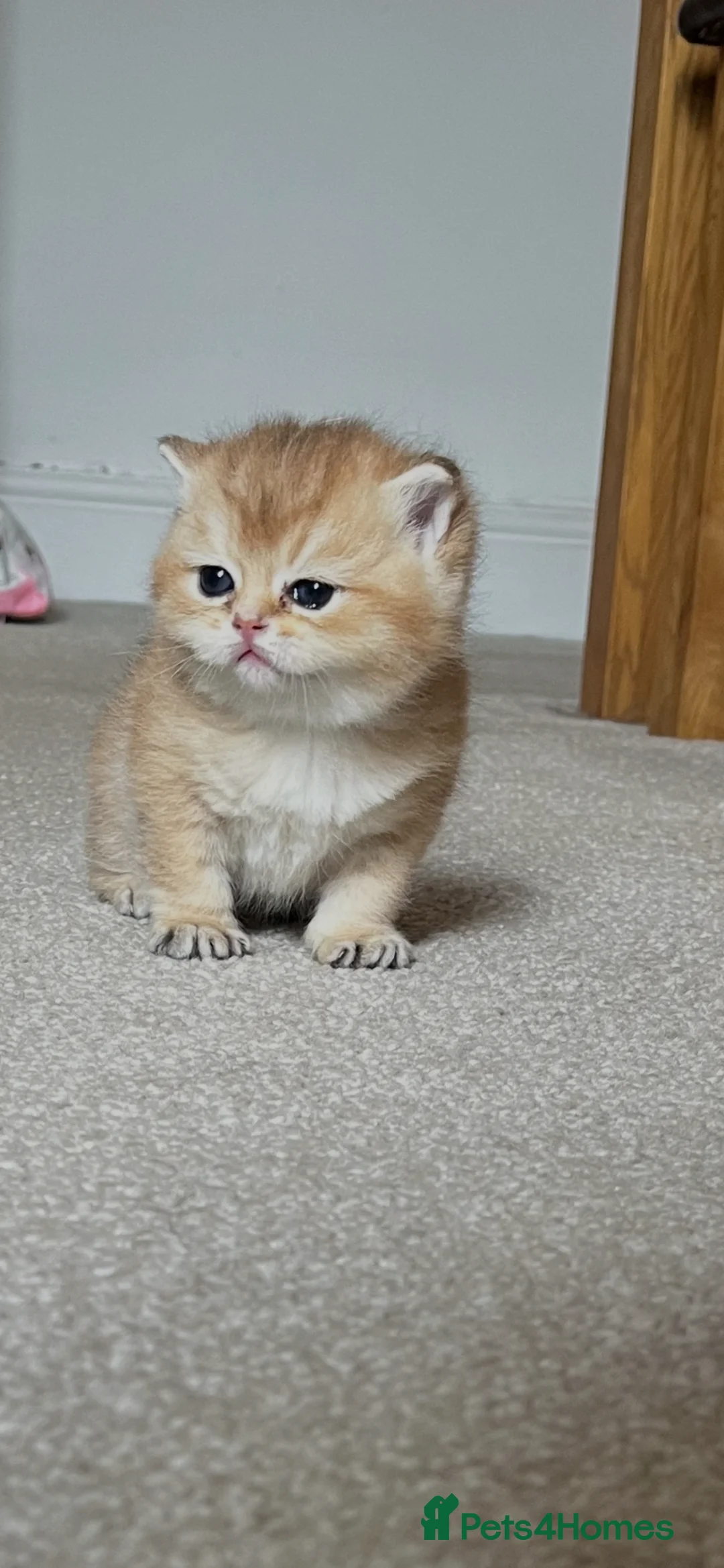 British Shorthair cats for sale: Golden NY12 and NS25 GRAND CHAMPION bloodline  - Advert 1