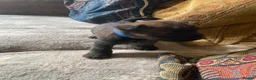 Cairn Terrier dogs for sale: Cairn Terrier Puppies - Advert 4