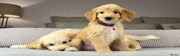 Goldendoodle dogs for sale: ABSOLUTELY GORGEOUS DOODLES  - Advert 13