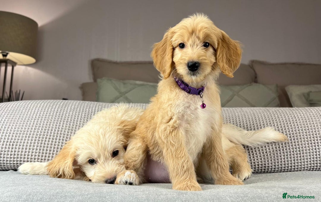 Goldendoodle dogs for sale: ABSOLUTELY GORGEOUS DOODLES  - Advert 13