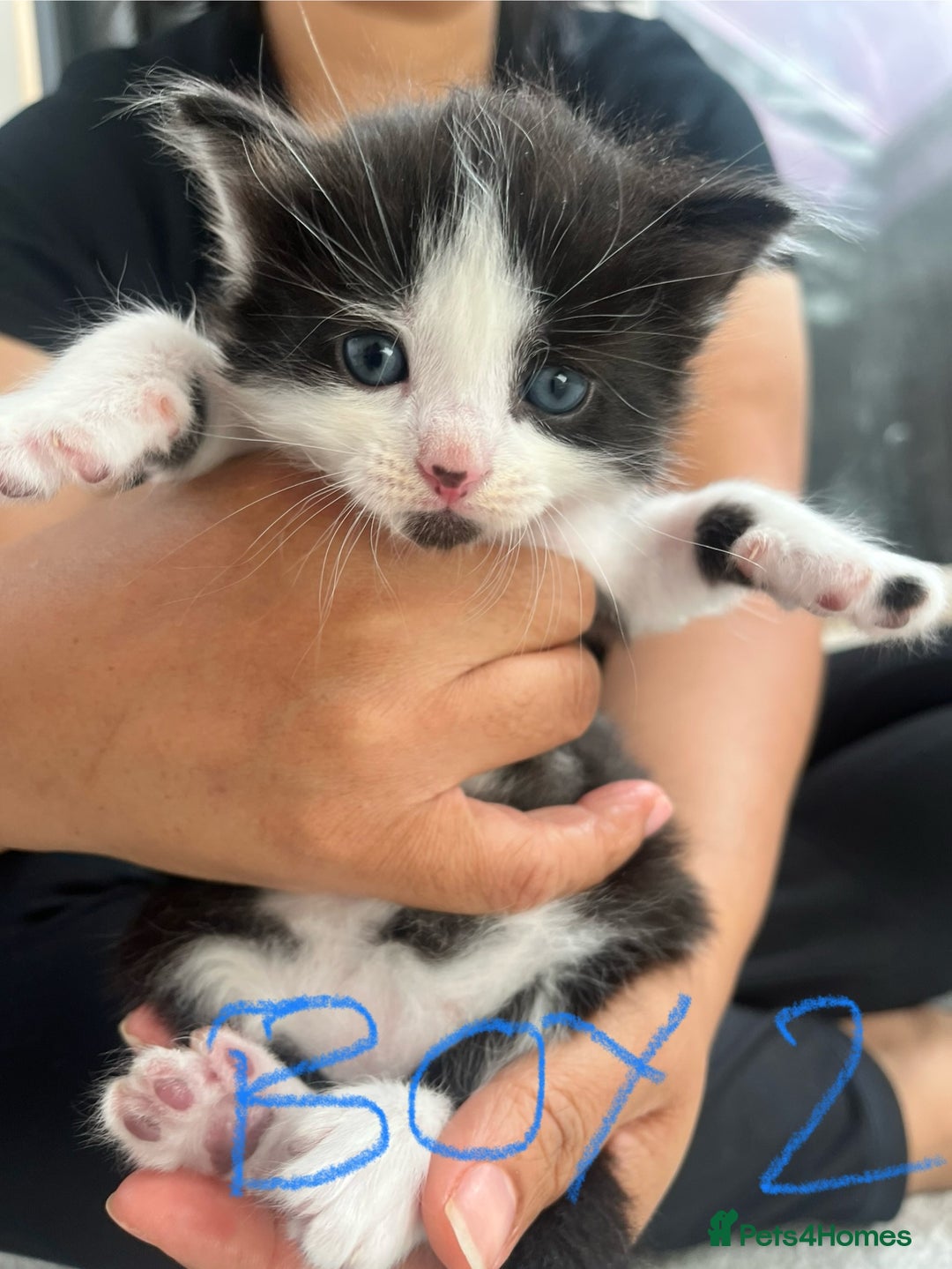 Mixed Breed cats for sale: 7 Beautiful black and white kittens  - Image 4