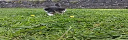 Mixed Breed cats for sale: £20 1 beautiful black&white male - Advert 3